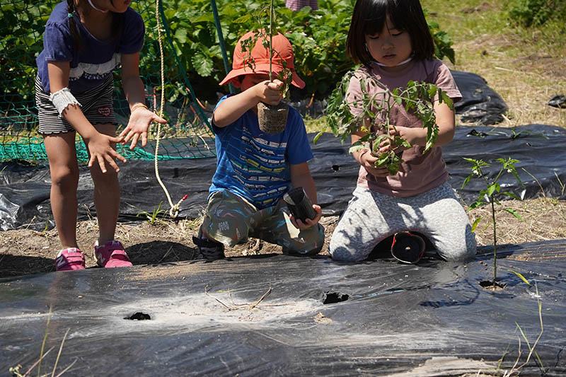 畑で苗を植える子どもたちの様子