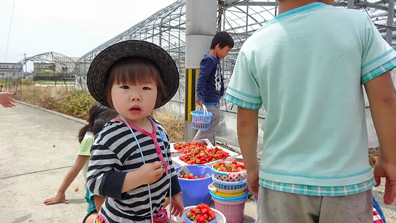 いちご狩りを楽しむ子どもたちの様子