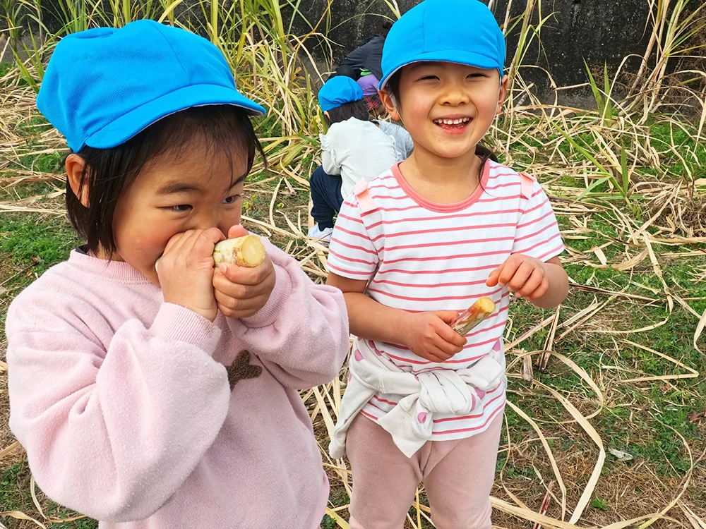 サトウキビを収穫する子どもたちの様子