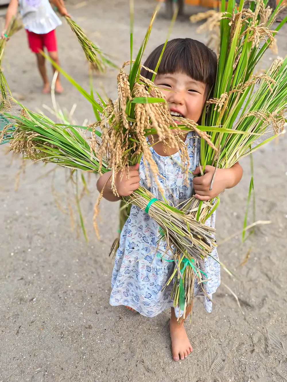 田んぼで稲刈りをする子どもの様子