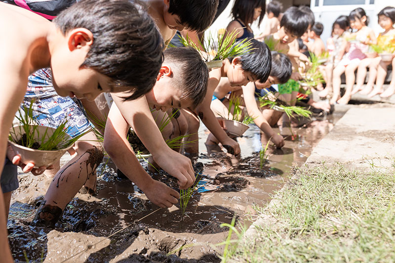 田植えをしている様子