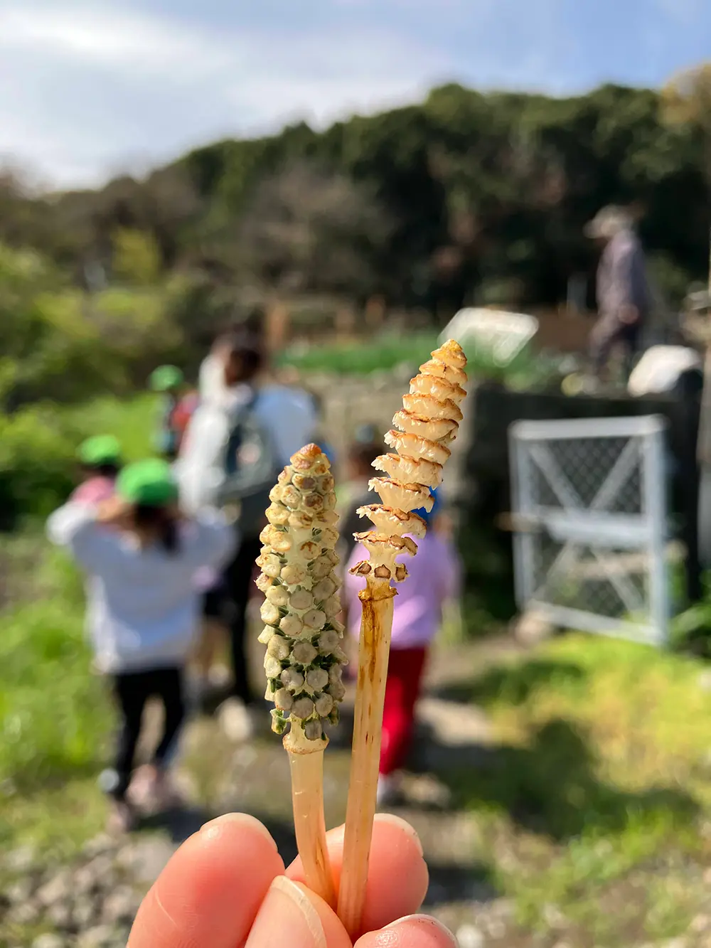 つくしをとる様子
