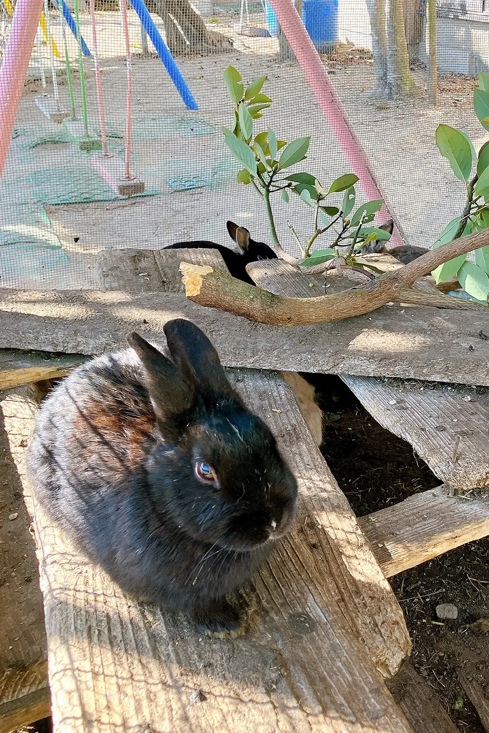 うさぎの様子